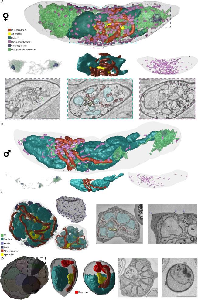 https://cdn.ncbi.nlm.nih.gov/pmc/blobs/ceb4/11695595/dbf53ac0618a/41467_2024_55413_Fig1_HTML.jpg