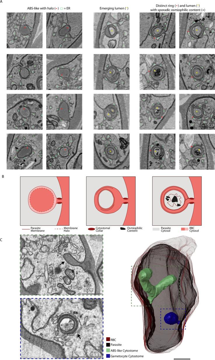 https://cdn.ncbi.nlm.nih.gov/pmc/blobs/ceb4/11695595/ed24bc98bd03/41467_2024_55413_Fig4_HTML.jpg