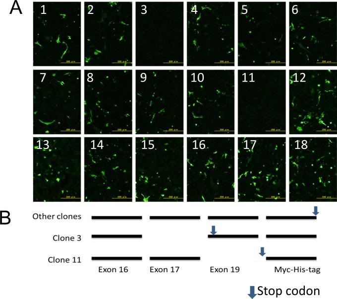 https://cdn.ncbi.nlm.nih.gov/pmc/blobs/ceb6/4978388/0a5c12a122bc/pone.0160952.g005.jpg