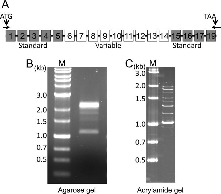 https://cdn.ncbi.nlm.nih.gov/pmc/blobs/ceb6/4978388/455a8b1a2d87/pone.0160952.g002.jpg