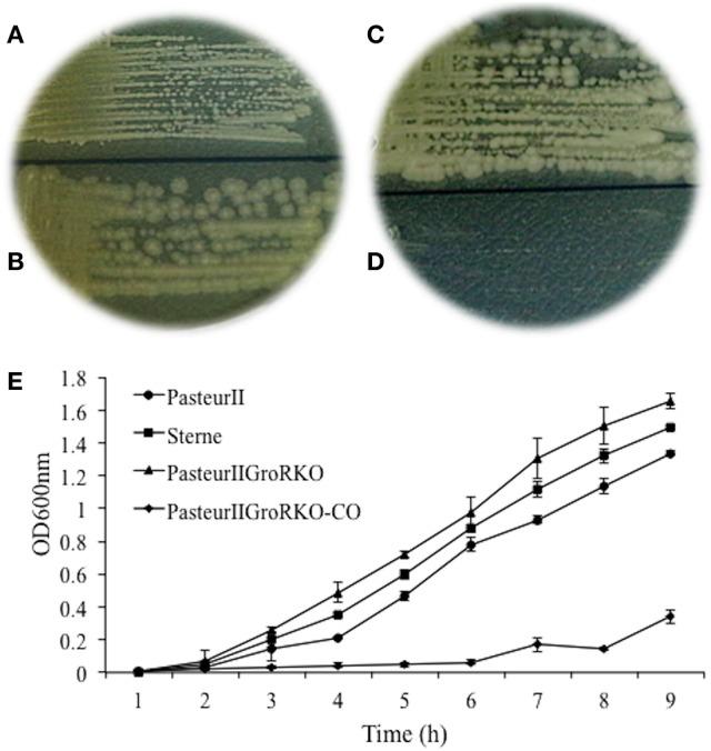https://cdn.ncbi.nlm.nih.gov/pmc/blobs/ceb6/5487402/c1cb2039f4a4/fcimb-07-00270-g0003.jpg
