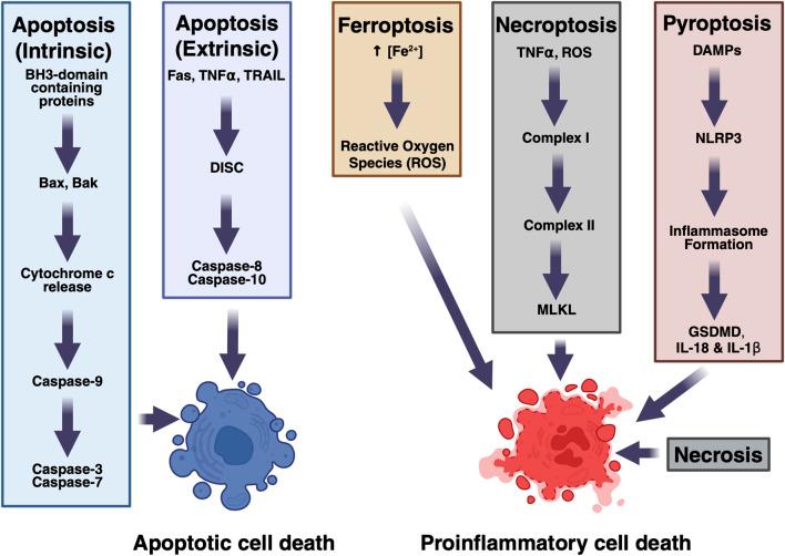 https://cdn.ncbi.nlm.nih.gov/pmc/blobs/ceb8/12066518/5508f4b856d6/fcell-13-1570569-g001.jpg