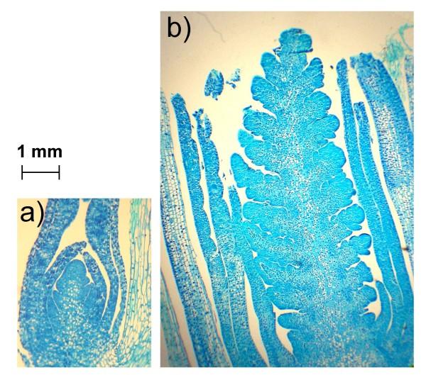https://cdn.ncbi.nlm.nih.gov/pmc/blobs/cebe/2685395/ddee84517d8e/1471-2229-9-55-1.jpg