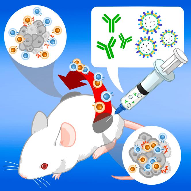 https://cdn.ncbi.nlm.nih.gov/pmc/blobs/cebf/11555341/906a7c3a5282/fx1.jpg
