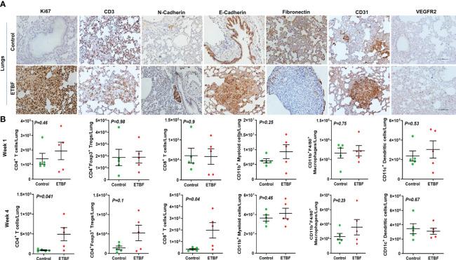 https://cdn.ncbi.nlm.nih.gov/pmc/blobs/cec7/10369066/7f52c37e7cfa/fimmu-14-1194931-g007.jpg