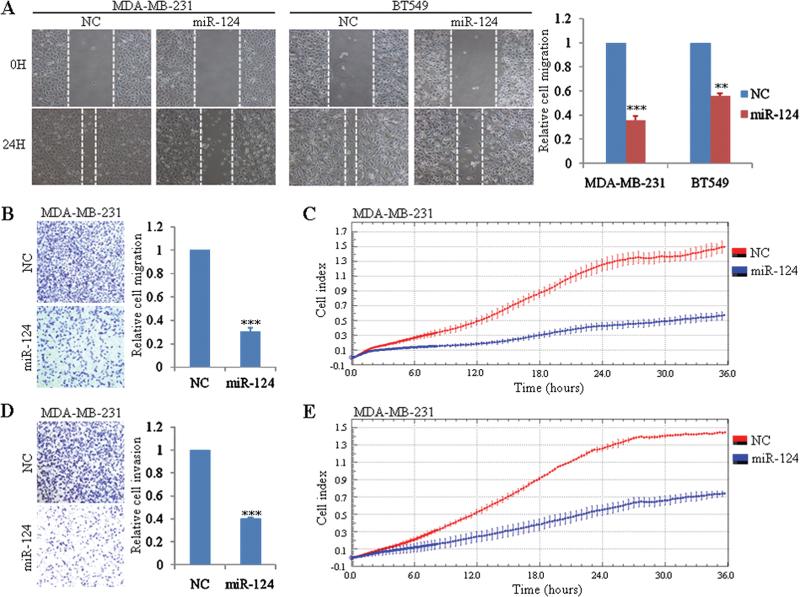https://cdn.ncbi.nlm.nih.gov/pmc/blobs/cec8/3581604/272d5ed0e8a0/carcin_bgs383_f0002.jpg