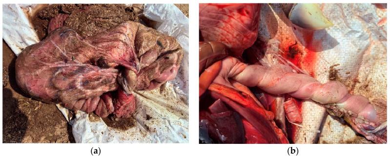 https://cdn.ncbi.nlm.nih.gov/pmc/blobs/ceca/11394589/076c8c3cec02/animals-14-02494-g005.jpg