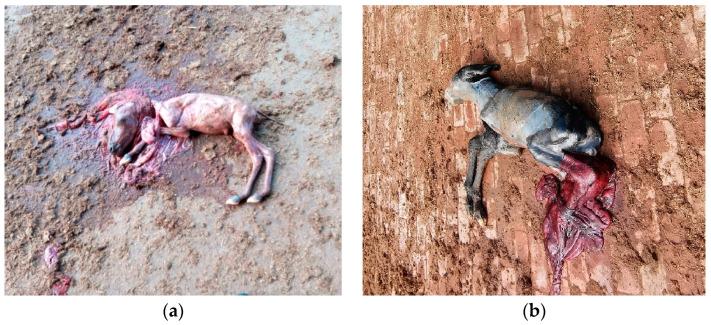 https://cdn.ncbi.nlm.nih.gov/pmc/blobs/ceca/11394589/446db4361893/animals-14-02494-g004.jpg