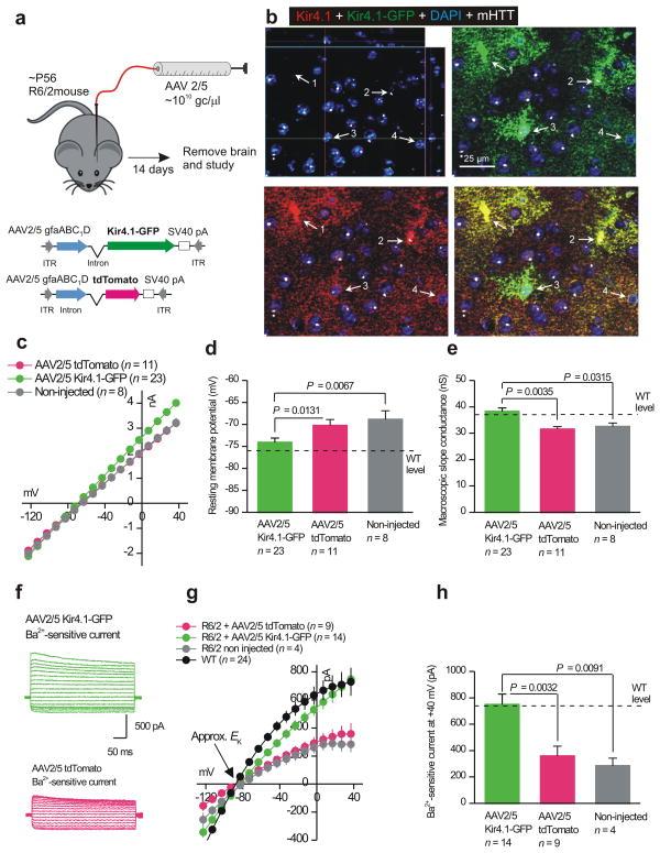 https://cdn.ncbi.nlm.nih.gov/pmc/blobs/ced1/4064471/07dbc2688704/nihms573606f6.jpg