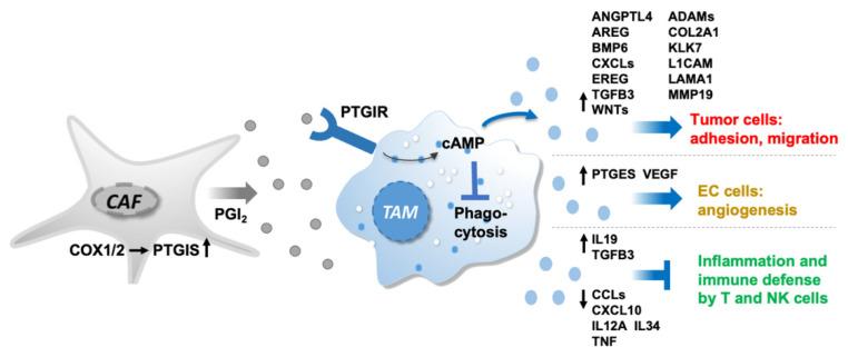 https://cdn.ncbi.nlm.nih.gov/pmc/blobs/ced1/9776493/1a60bdffa9ce/cancers-14-06154-g008.jpg