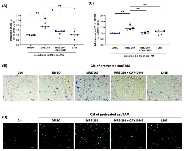 https://cdn.ncbi.nlm.nih.gov/pmc/blobs/ced1/9776493/ba64a8f05070/cancers-14-06154-g007.jpg