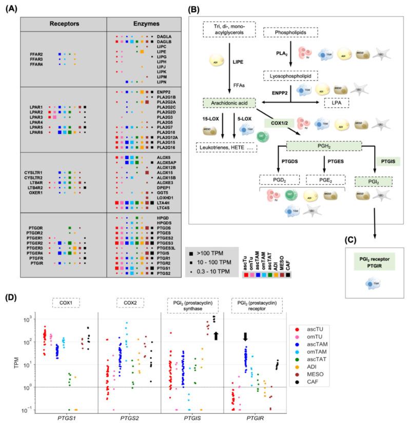 https://cdn.ncbi.nlm.nih.gov/pmc/blobs/ced1/9776493/f47b083e1802/cancers-14-06154-g001.jpg