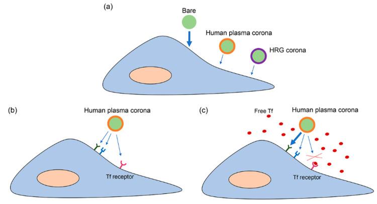 https://cdn.ncbi.nlm.nih.gov/pmc/blobs/ced3/8672348/424e54a5a29a/ab1c00804_0006.jpg