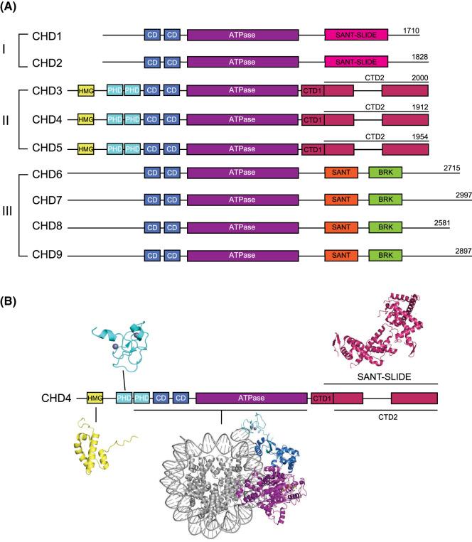 https://cdn.ncbi.nlm.nih.gov/pmc/blobs/ced6/11555702/2faab85f1e69/BST-52-1995-g0001.jpg