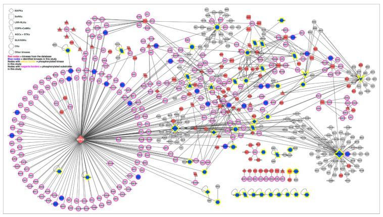 https://cdn.ncbi.nlm.nih.gov/pmc/blobs/ced6/7696906/3f48110c25e0/ijms-21-08631-g006.jpg