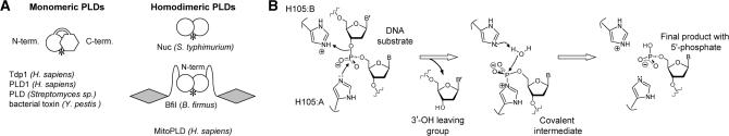 https://cdn.ncbi.nlm.nih.gov/pmc/blobs/ceda/2853115/b82eaa050df5/gkp1194f1.jpg