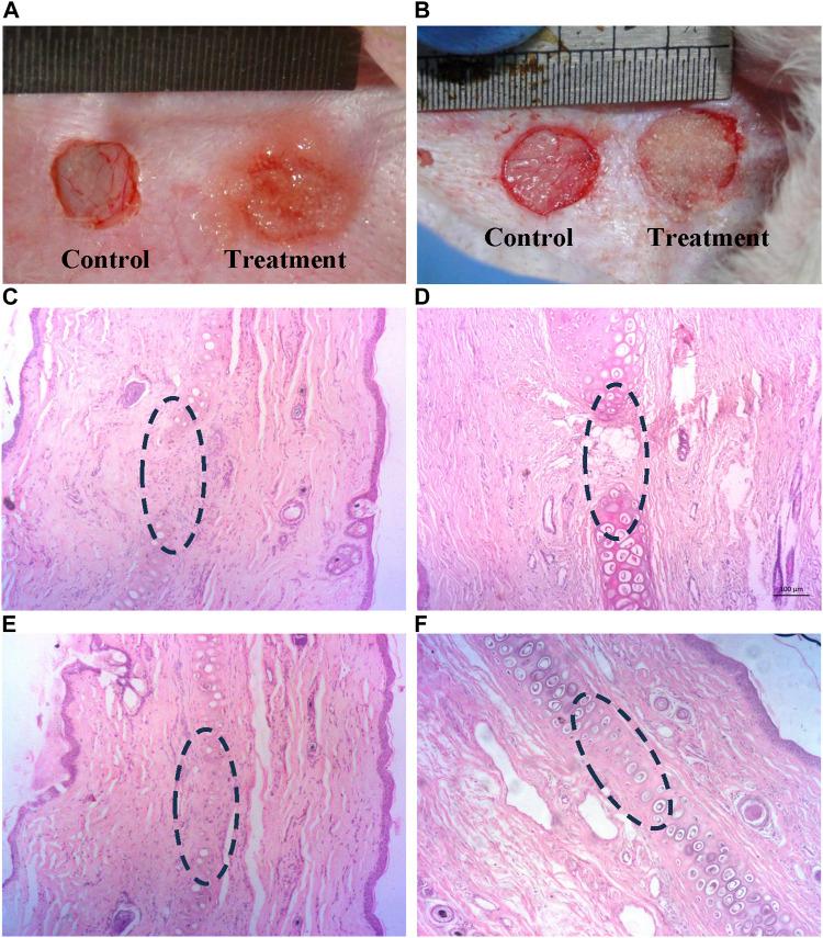 https://cdn.ncbi.nlm.nih.gov/pmc/blobs/cedc/10493328/40984d2c5ce8/fbioe-11-1213932-g007.jpg