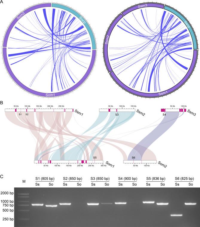 https://cdn.ncbi.nlm.nih.gov/pmc/blobs/cede/11724576/e1c7126b9224/12864_2025_11210_Fig3_HTML.jpg