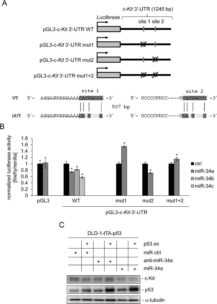 https://cdn.ncbi.nlm.nih.gov/pmc/blobs/cede/3824539/5b503219cff7/oncotarget-04-1399-g002.jpg