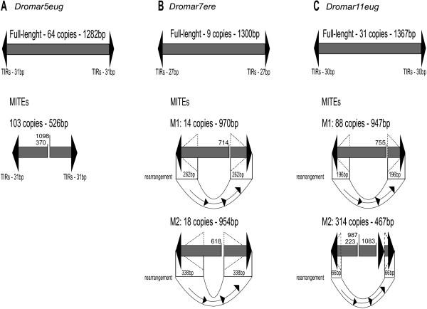 https://cdn.ncbi.nlm.nih.gov/pmc/blobs/cee0/4161770/c90377a27f7a/12864_2014_6424_Fig3_HTML.jpg