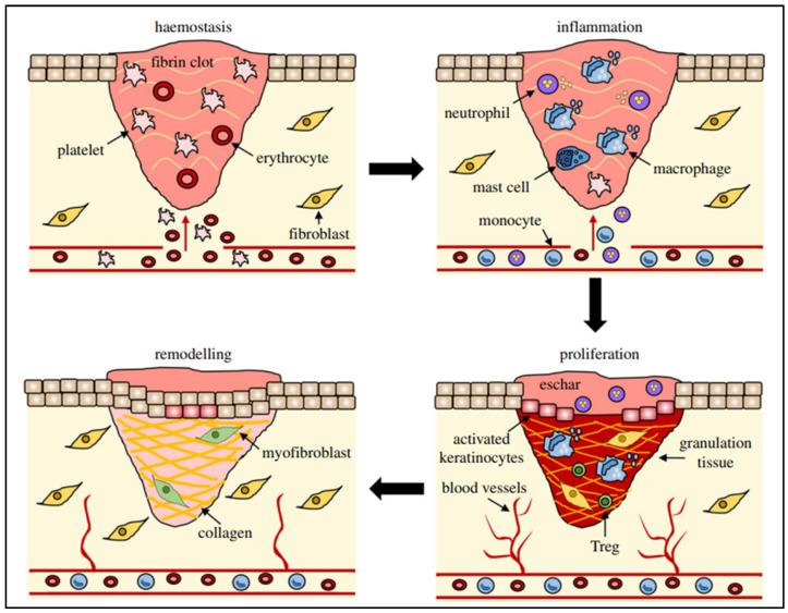 https://cdn.ncbi.nlm.nih.gov/pmc/blobs/cee2/12298030/b7fc97be55a5/pharmaceutics-17-00855-g001.jpg