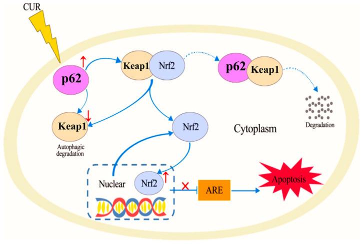 https://cdn.ncbi.nlm.nih.gov/pmc/blobs/cee2/12298030/f1a3b9289885/pharmaceutics-17-00855-g004.jpg