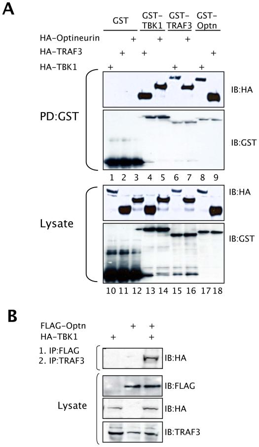 https://cdn.ncbi.nlm.nih.gov/pmc/blobs/cee4/2824764/5ef759b638c1/ppat.1000778.g005.jpg