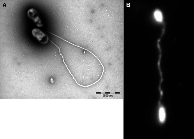 https://cdn.ncbi.nlm.nih.gov/pmc/blobs/ceea/1464827/0059601165ea/pgen.0020076.g004.jpg
