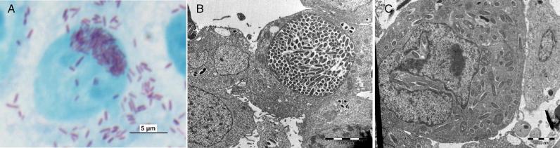 https://cdn.ncbi.nlm.nih.gov/pmc/blobs/ceea/1464827/36bd4e71dc25/pgen.0020076.g007.jpg