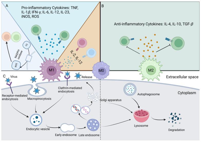 https://cdn.ncbi.nlm.nih.gov/pmc/blobs/ceed/11593441/755357b6fa64/ijms-25-12078-g005.jpg