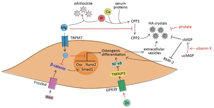 https://cdn.ncbi.nlm.nih.gov/pmc/blobs/cef0/8401694/be9a71714303/nutrients-13-02603-g001.jpg