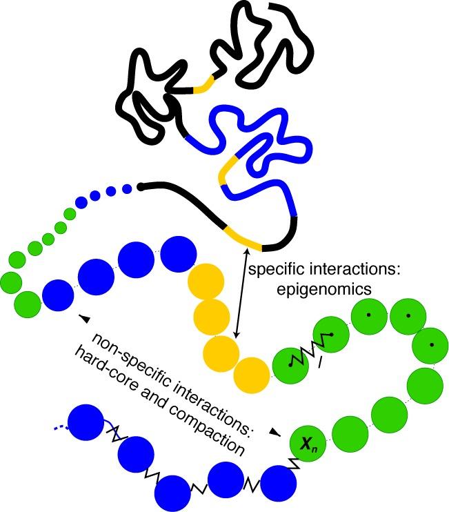 https://cdn.ncbi.nlm.nih.gov/pmc/blobs/cef2/4150797/797953cb8dd0/gku698fig1.jpg