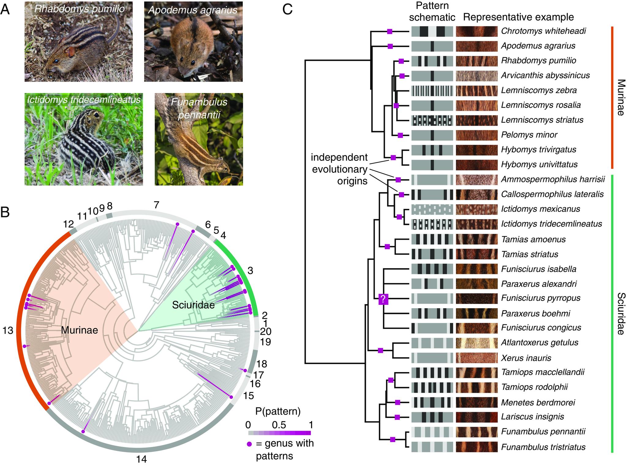 https://cdn.ncbi.nlm.nih.gov/pmc/blobs/cef5/10636316/53cda3ba444f/pnas.2312077120fig01.jpg