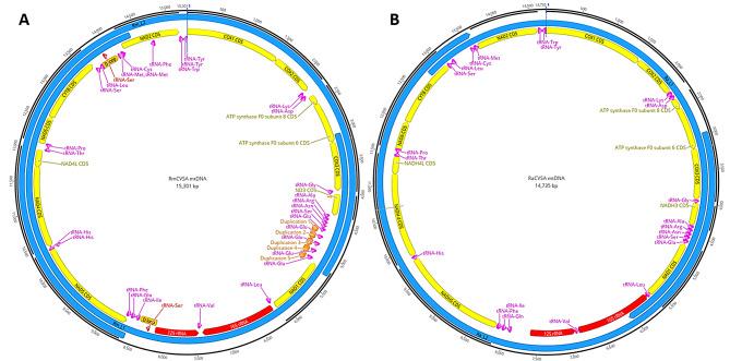 https://cdn.ncbi.nlm.nih.gov/pmc/blobs/cef8/12211944/b36e1e58cebe/12864_2025_11733_Fig6_HTML.jpg