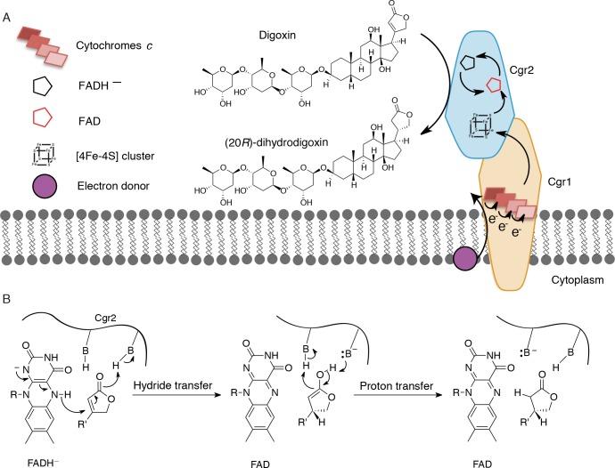 https://cdn.ncbi.nlm.nih.gov/pmc/blobs/cef8/5953540/4d504acc92d5/elife-33953-fig7.jpg