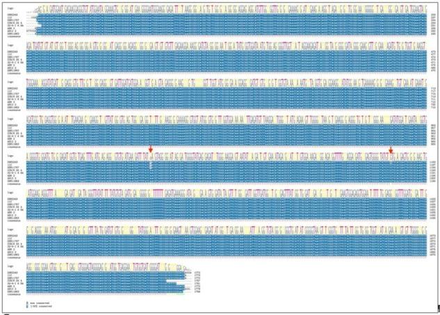 https://cdn.ncbi.nlm.nih.gov/pmc/blobs/cef8/5953540/6f4a8c069d5a/elife-33953-resp-fig2.jpg
