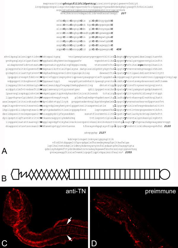 https://cdn.ncbi.nlm.nih.gov/pmc/blobs/cefa/1578592/4b6bb6028b93/1471-2148-6-60-2.jpg