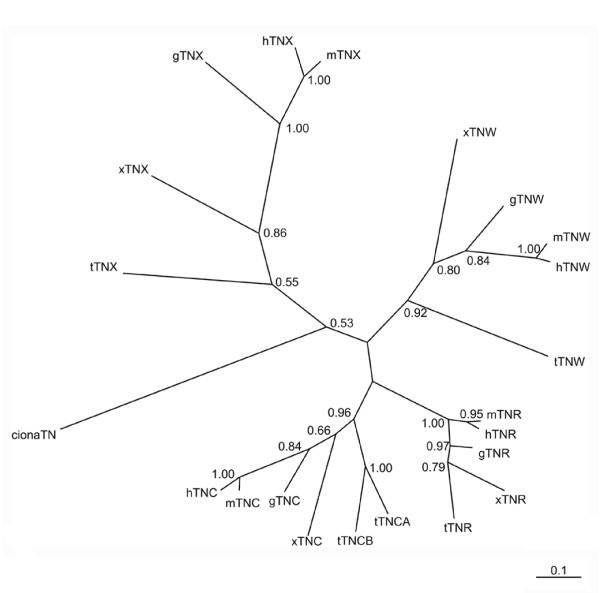 https://cdn.ncbi.nlm.nih.gov/pmc/blobs/cefa/1578592/bd844959e454/1471-2148-6-60-9.jpg