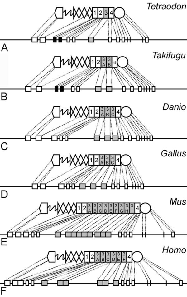 https://cdn.ncbi.nlm.nih.gov/pmc/blobs/cefa/1578592/dcae60054a02/1471-2148-6-60-5.jpg