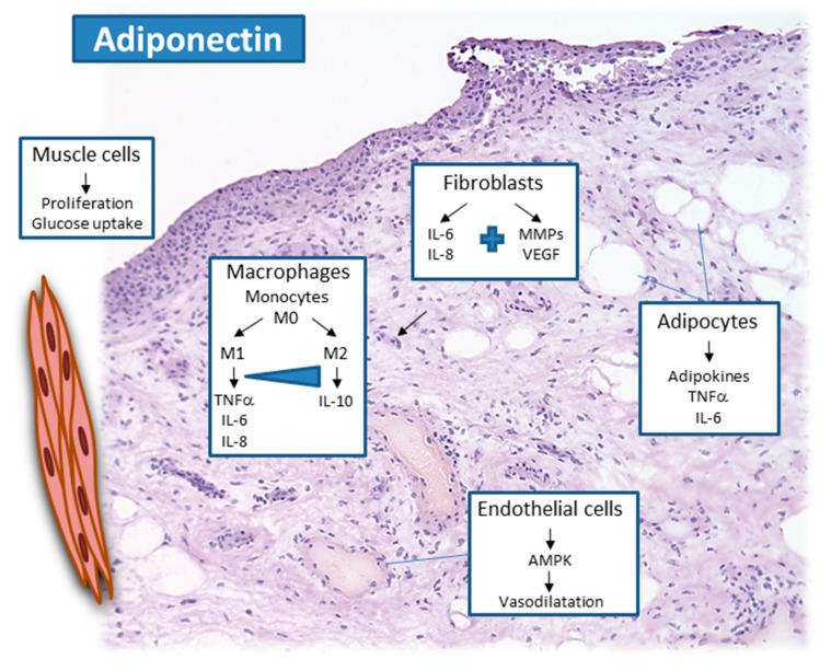 https://cdn.ncbi.nlm.nih.gov/pmc/blobs/cefb/7910954/de02f6d8be79/cells-10-00216-g001.jpg