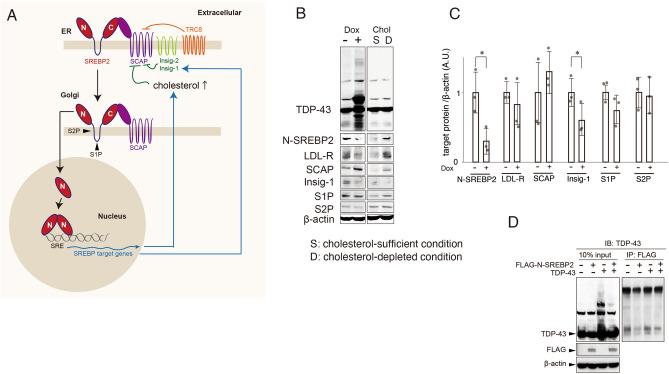 https://cdn.ncbi.nlm.nih.gov/pmc/blobs/cefb/9107471/0fcced72d347/41598_2022_12133_Fig3_HTML.jpg