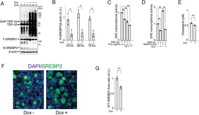 https://cdn.ncbi.nlm.nih.gov/pmc/blobs/cefb/9107471/86401f1cc7d5/41598_2022_12133_Fig2_HTML.jpg
