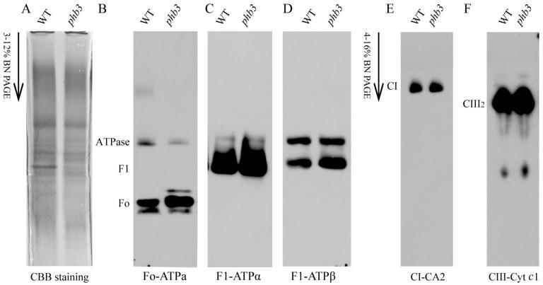 https://cdn.ncbi.nlm.nih.gov/pmc/blobs/cefd/10217904/d8baec706d59/ijms-24-08787-g003.jpg