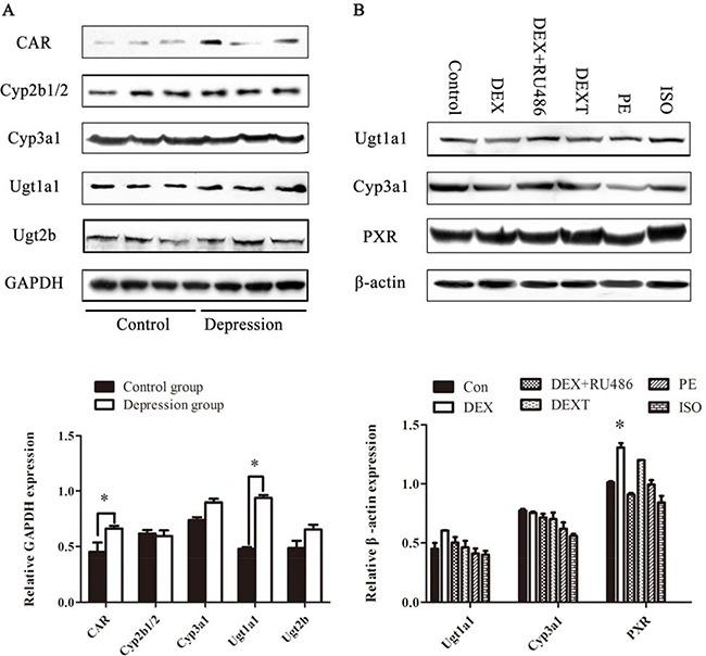 https://cdn.ncbi.nlm.nih.gov/pmc/blobs/cf00/5546485/9663e16793a6/oncotarget-08-44351-g009.jpg