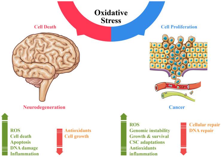 https://cdn.ncbi.nlm.nih.gov/pmc/blobs/cf03/11988017/4d6fbc4e3000/cells-14-00511-g002.jpg