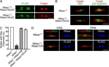 https://cdn.ncbi.nlm.nih.gov/pmc/blobs/cf04/2442198/78f13452f003/jcb1811169f05.jpg