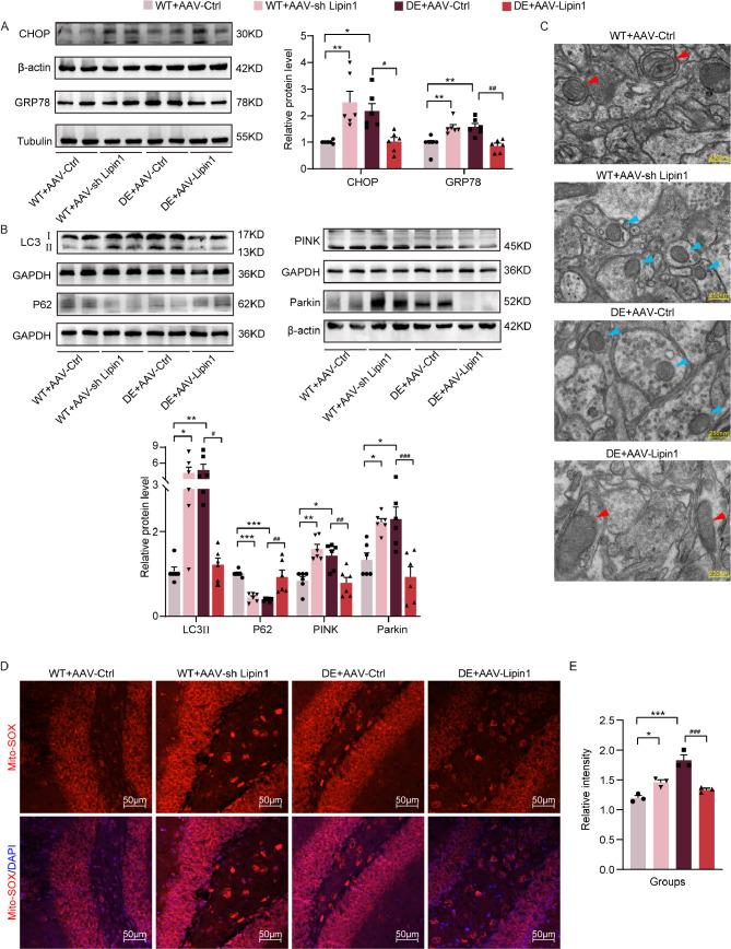 https://cdn.ncbi.nlm.nih.gov/pmc/blobs/cf0e/12008933/4755d5429c19/12974_2025_3441_Fig6_HTML.jpg