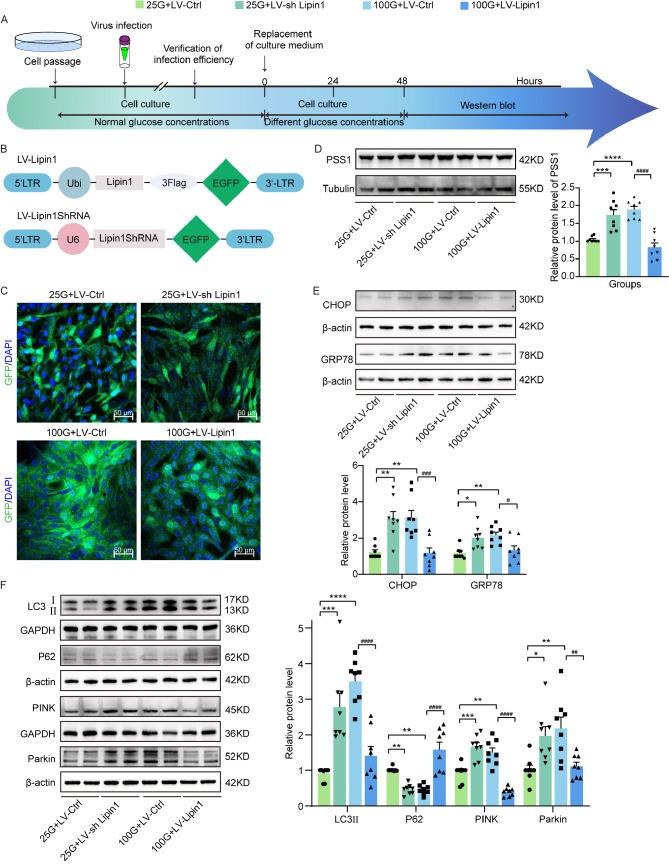 https://cdn.ncbi.nlm.nih.gov/pmc/blobs/cf0e/12008933/57870dae9787/12974_2025_3441_Fig8_HTML.jpg