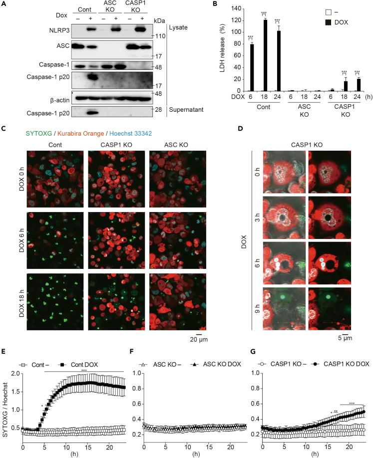 https://cdn.ncbi.nlm.nih.gov/pmc/blobs/cf0f/7200307/b8464ca3e826/gr2.jpg