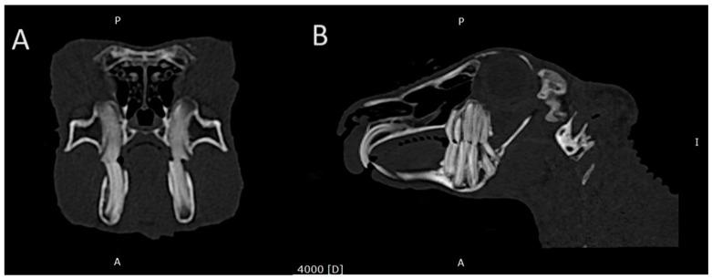 https://cdn.ncbi.nlm.nih.gov/pmc/blobs/cf10/11047664/578127d7497b/animals-14-01160-g002.jpg
